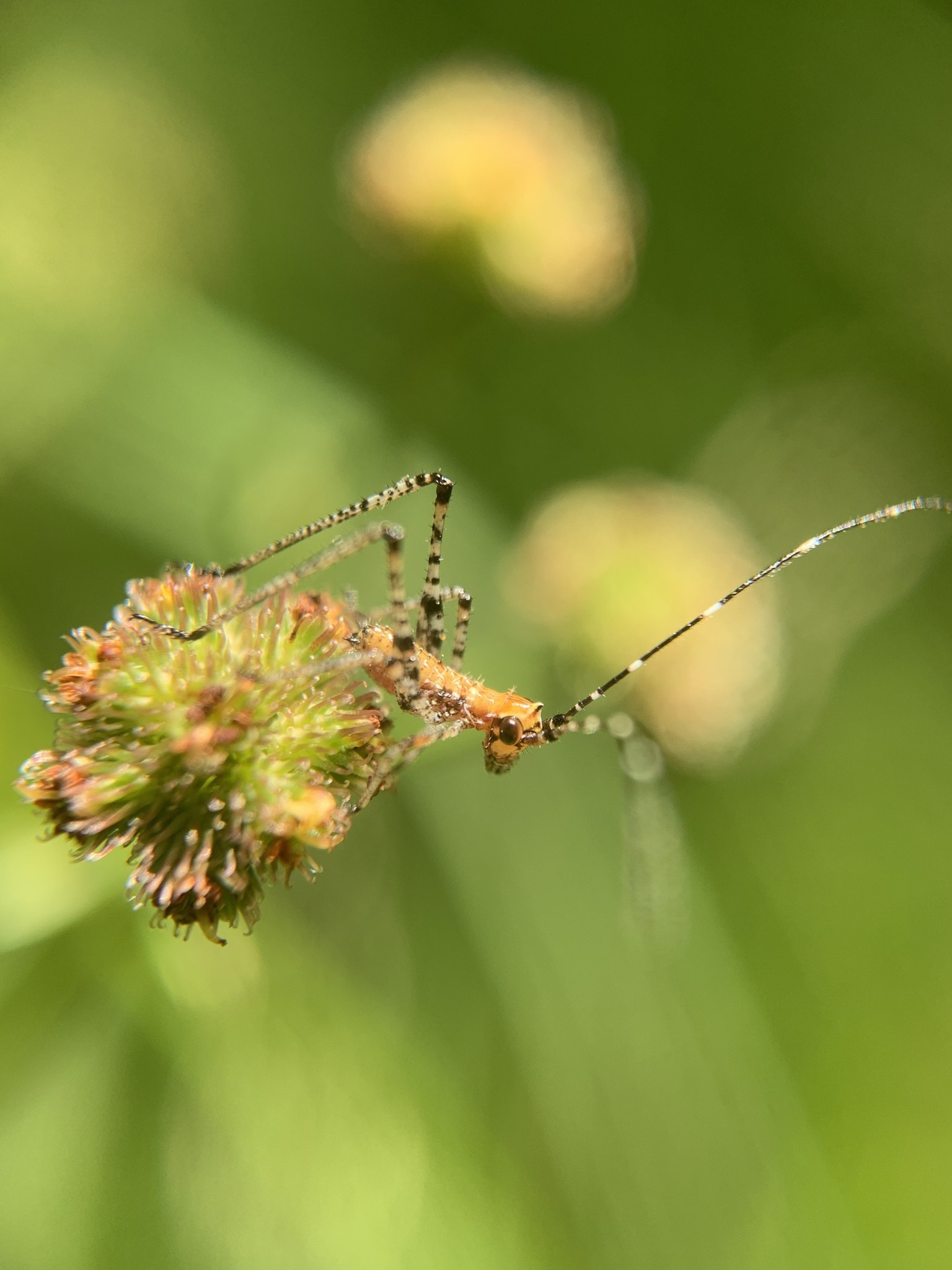 Scudderia