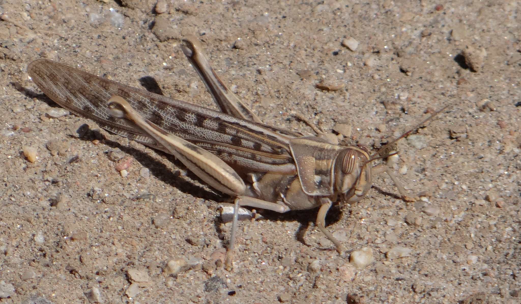 Schistocerca gregaria
