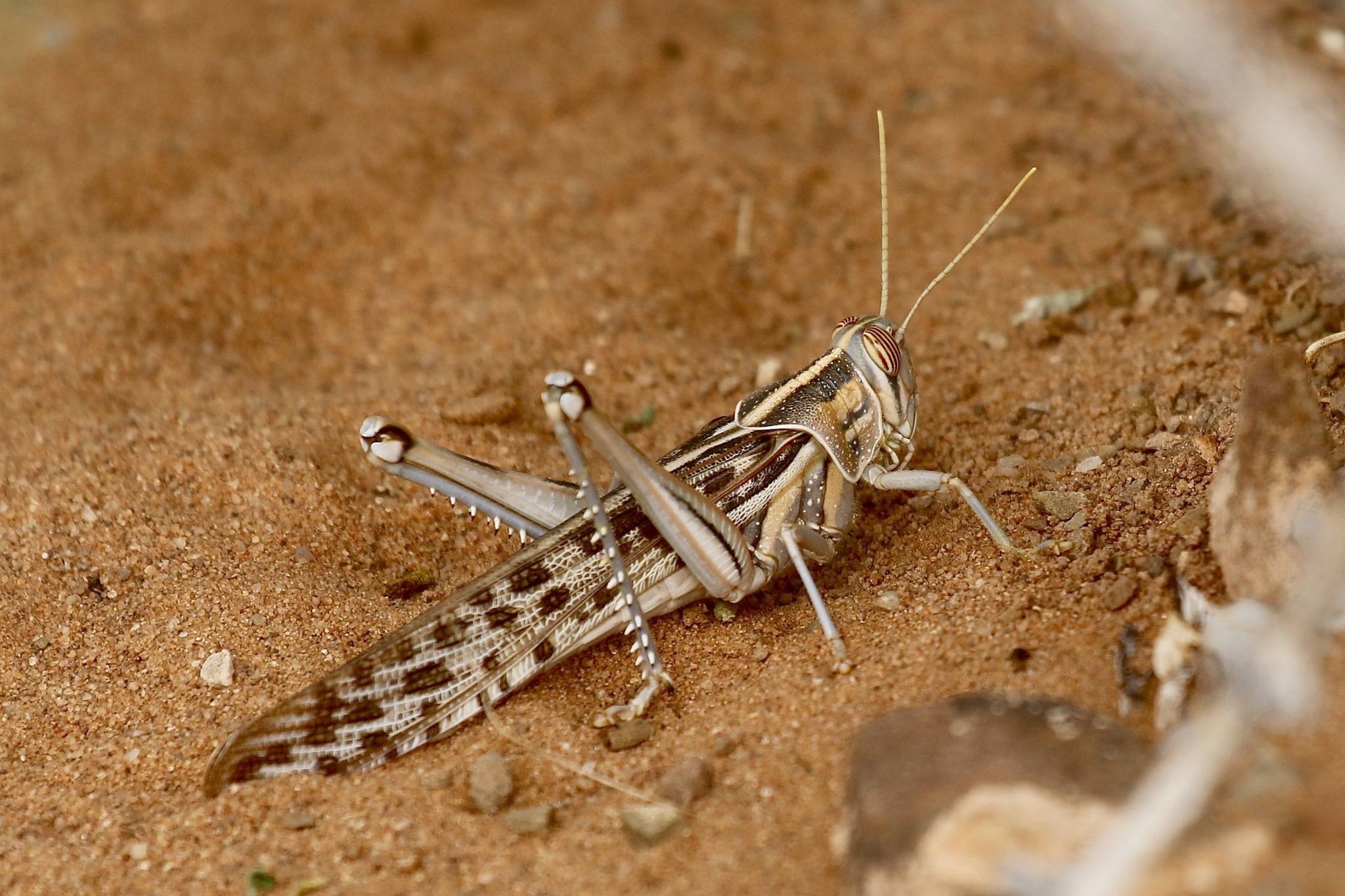 Schistocerca gregaria