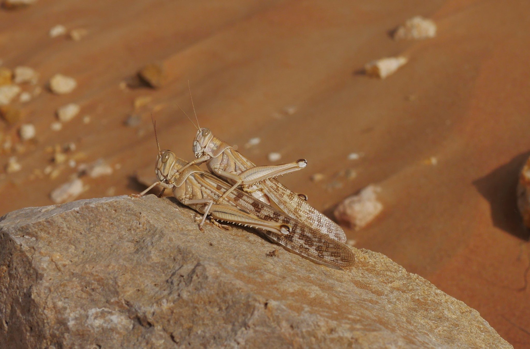 Schistocerca gregaria