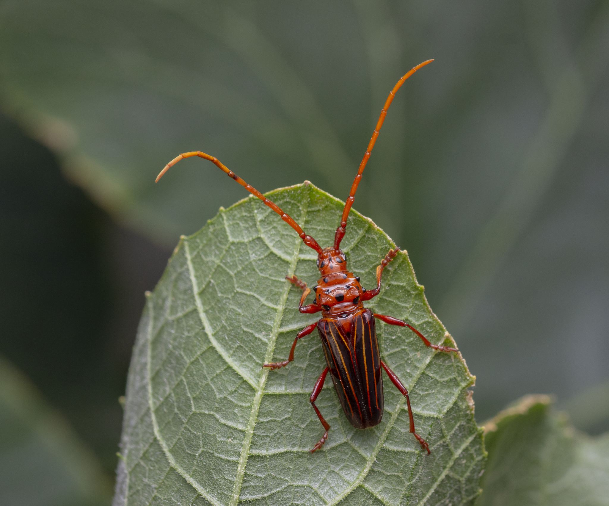 Chydarteres
