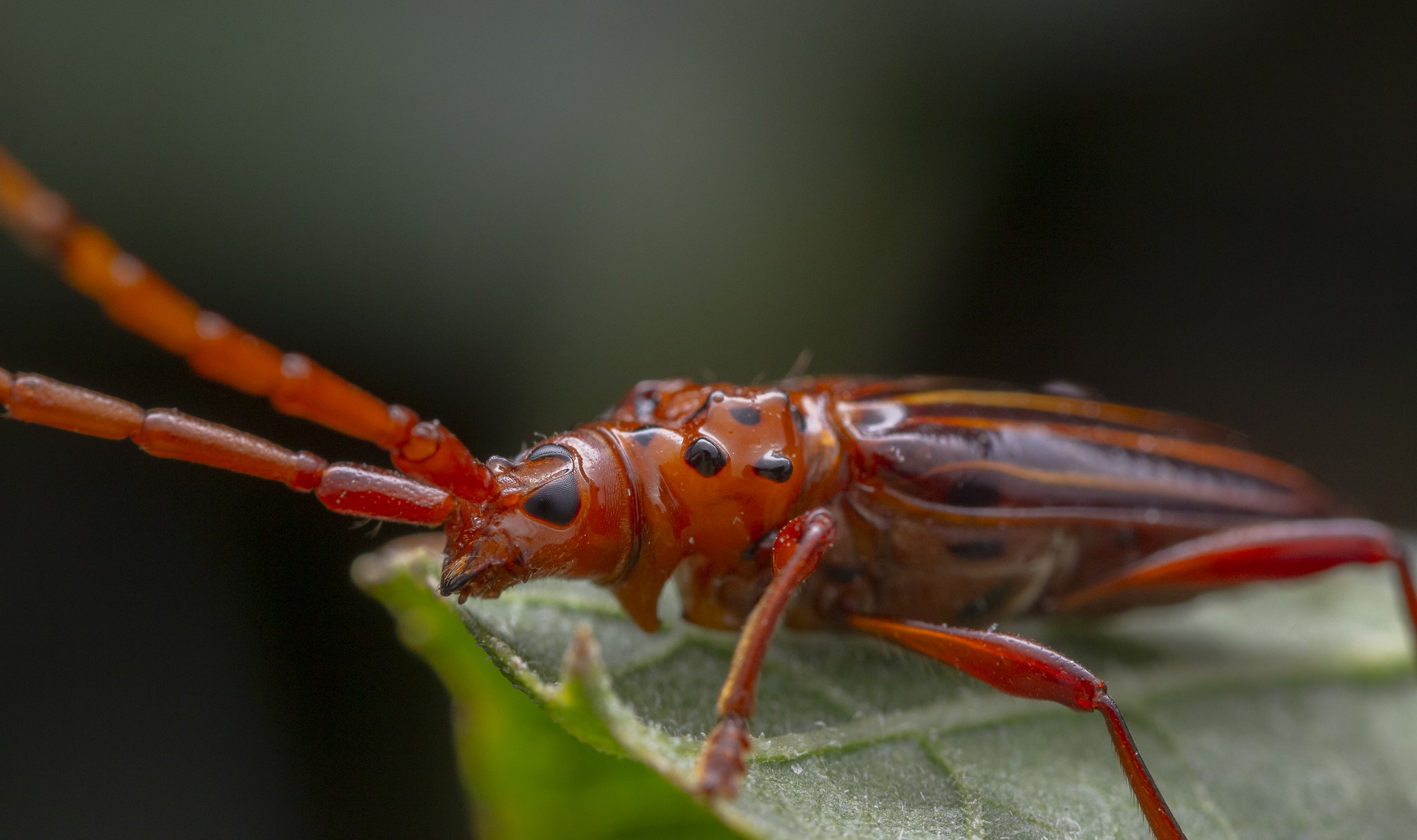 Chydarteres