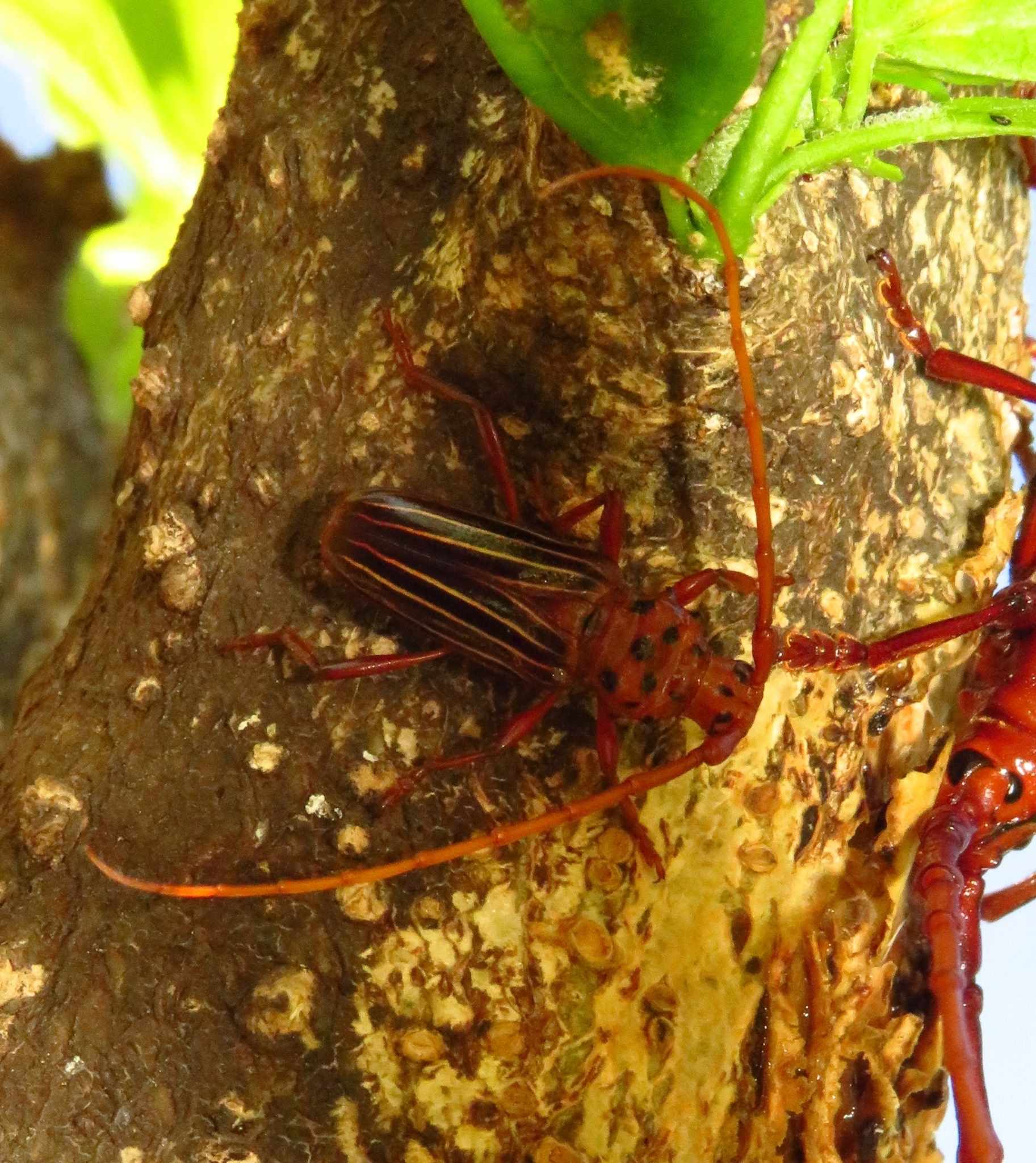 Chydarteres