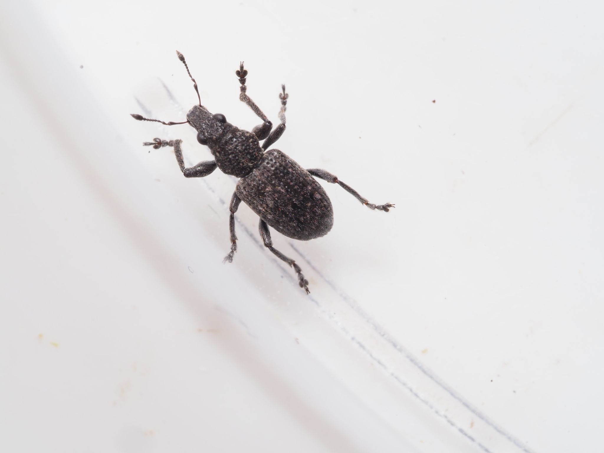 Coelositona cambricus
