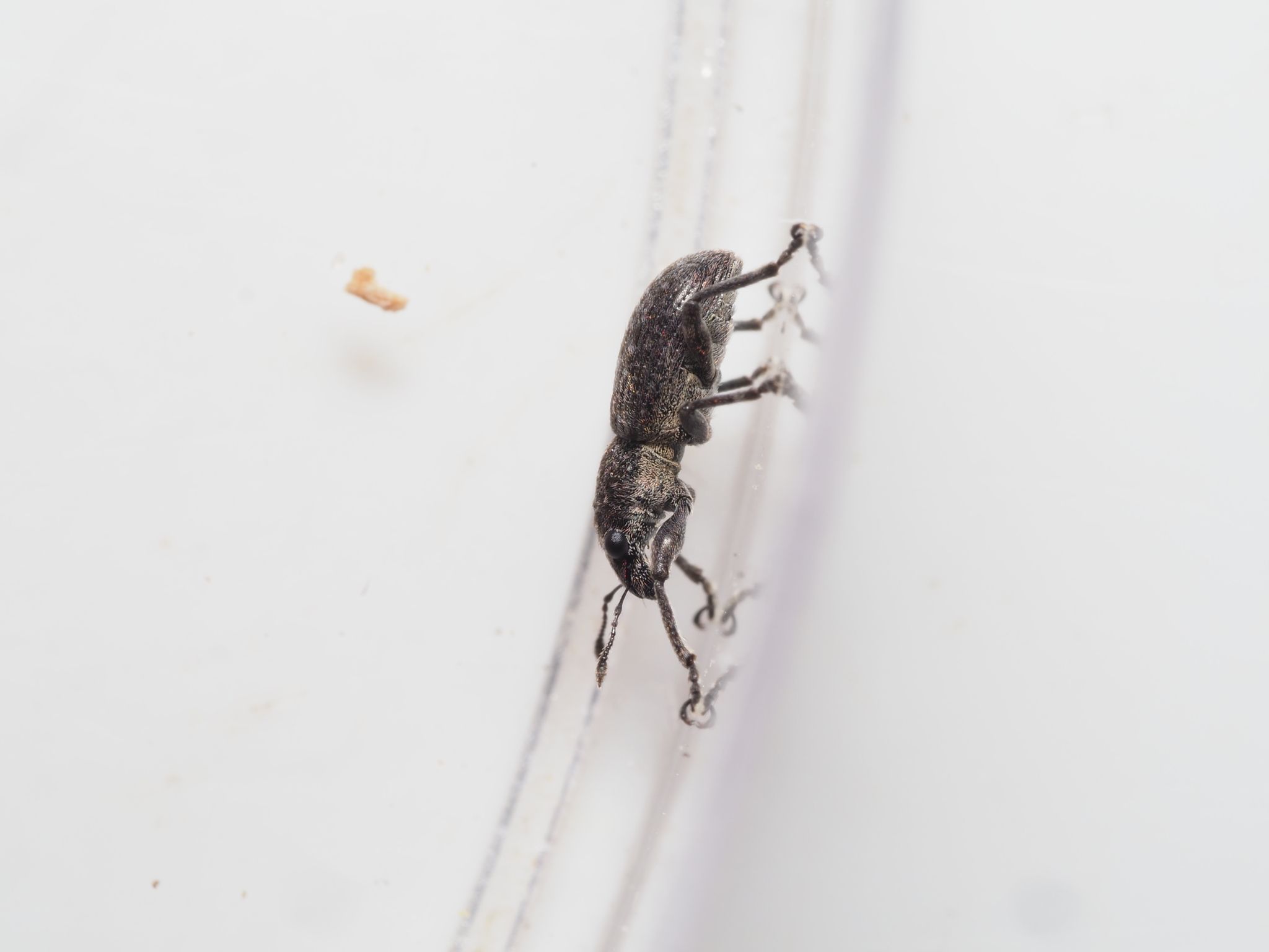 Coelositona cambricus