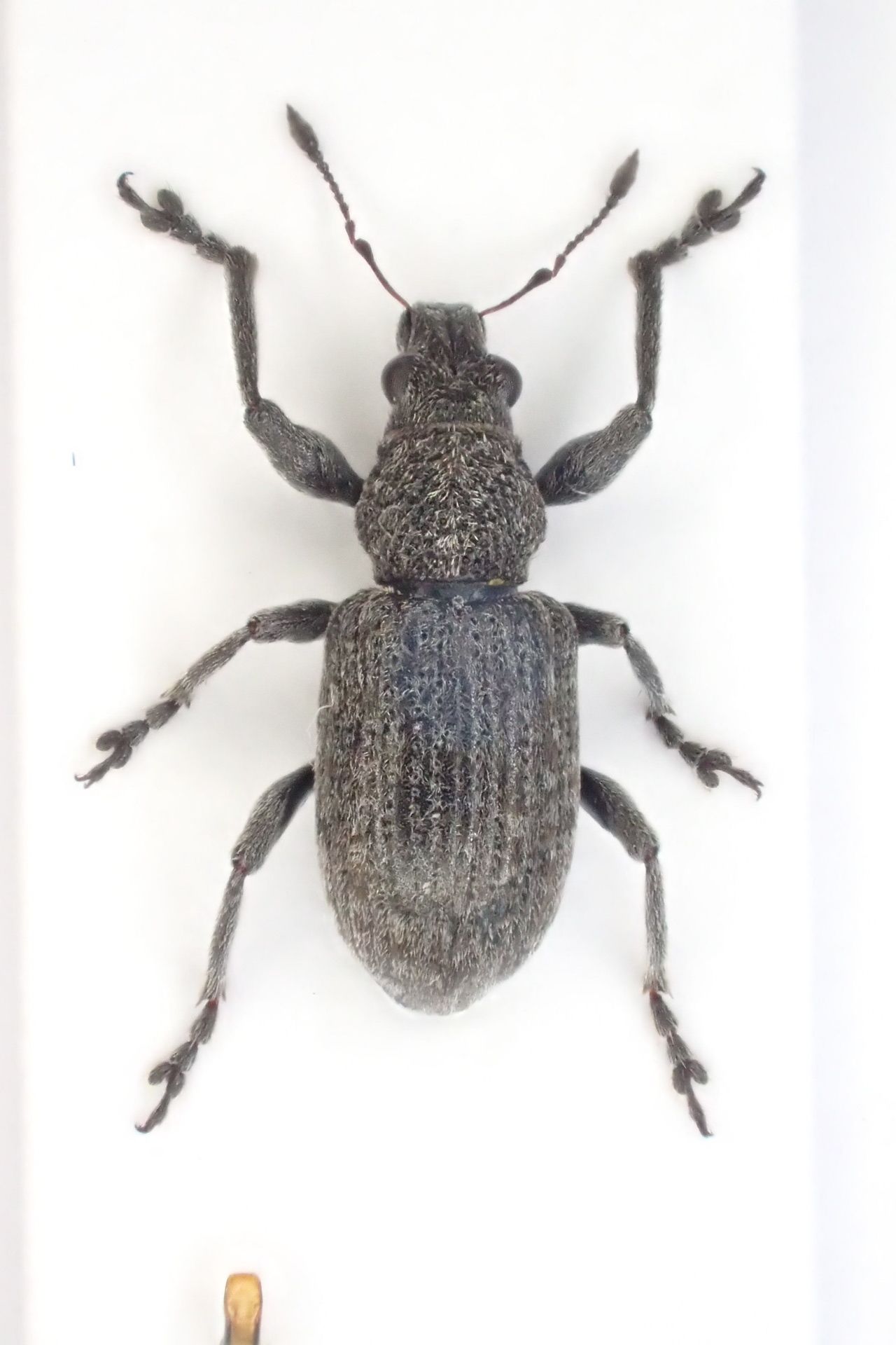 Coelositona cambricus