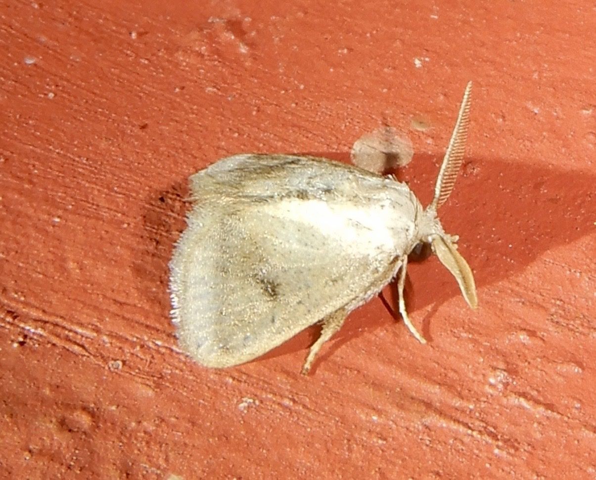 Darna nararia
