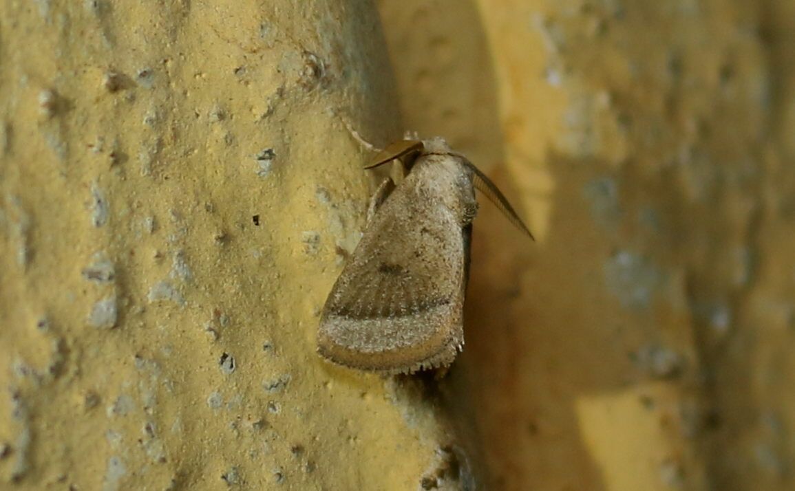 Darna nararia