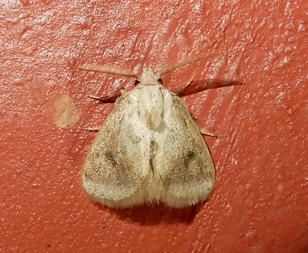 Darna nararia
