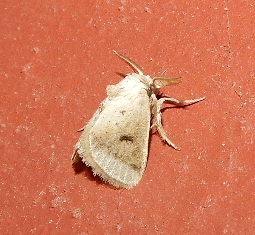 Darna nararia