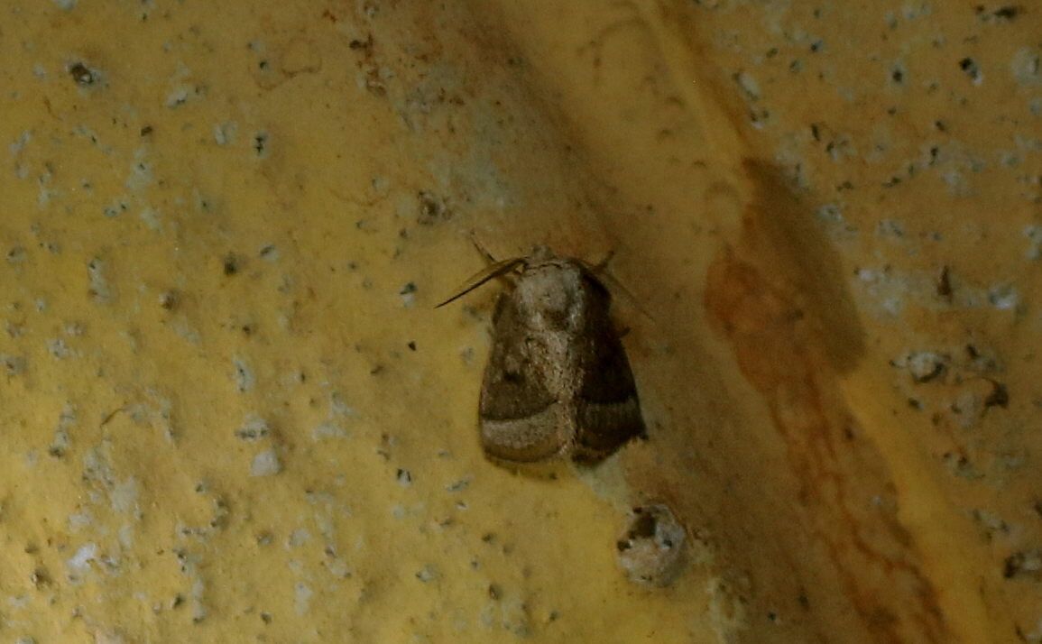 Darna nararia