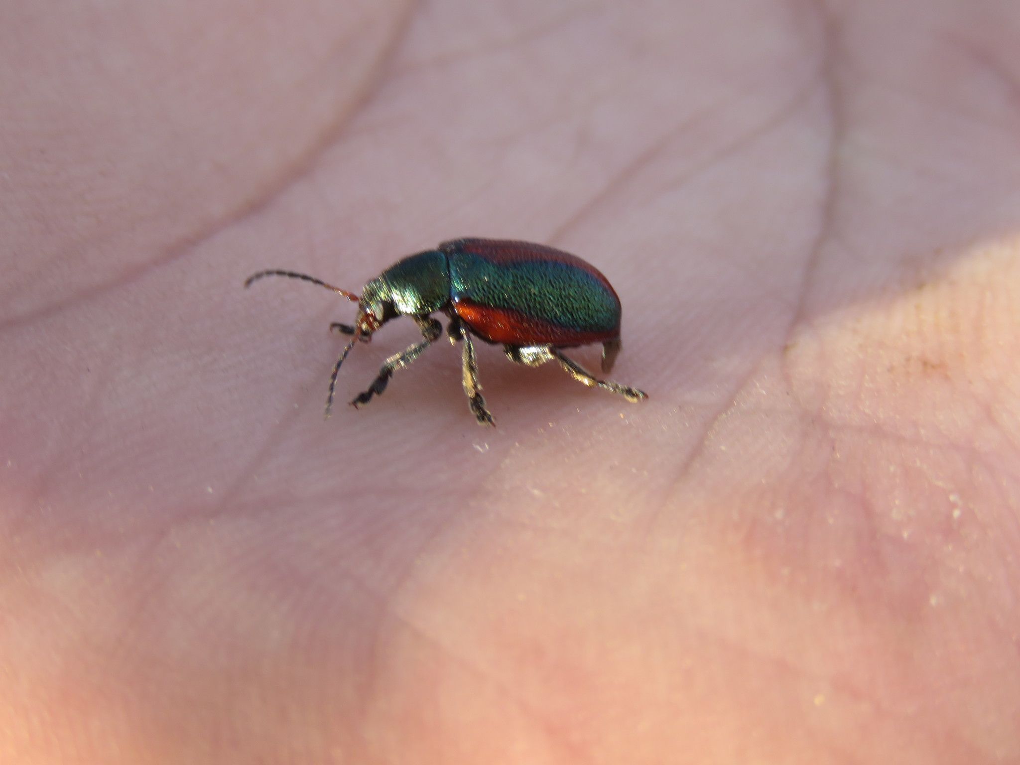 Promecosoma