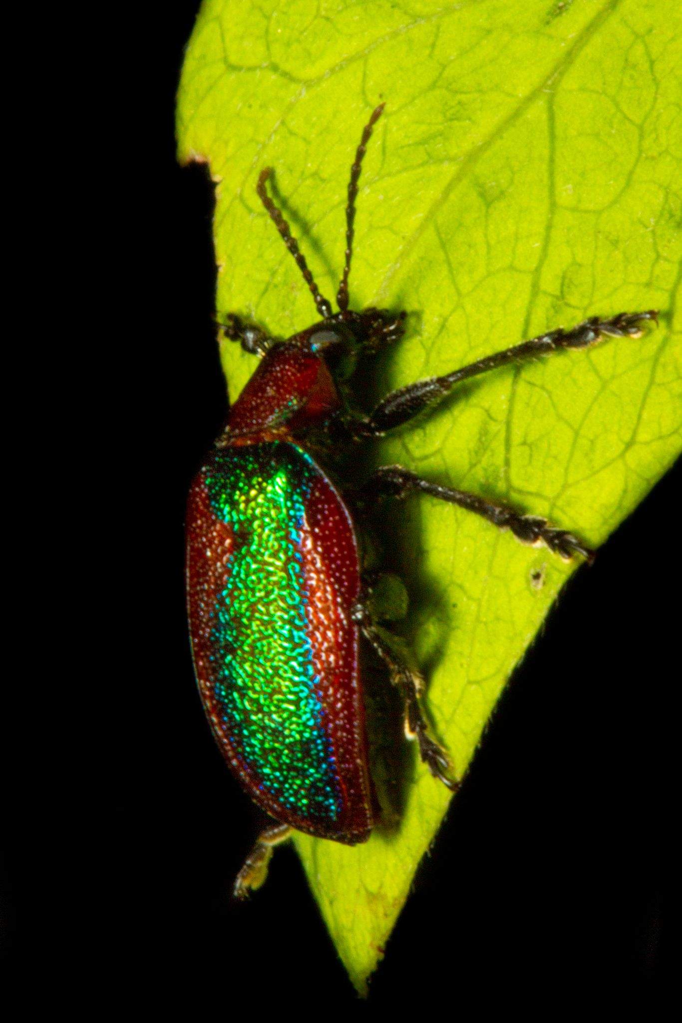 Promecosoma