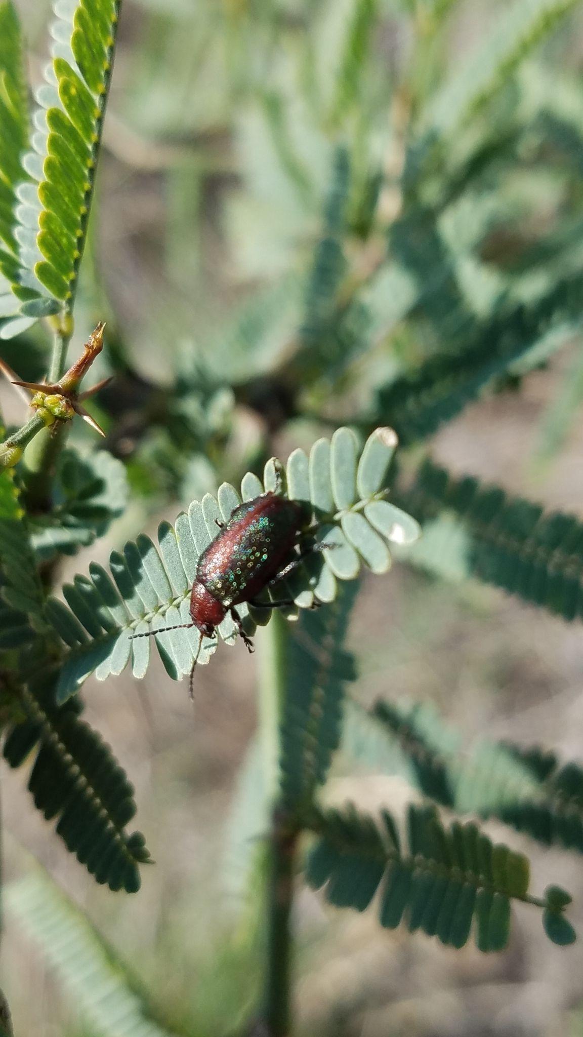 Promecosoma