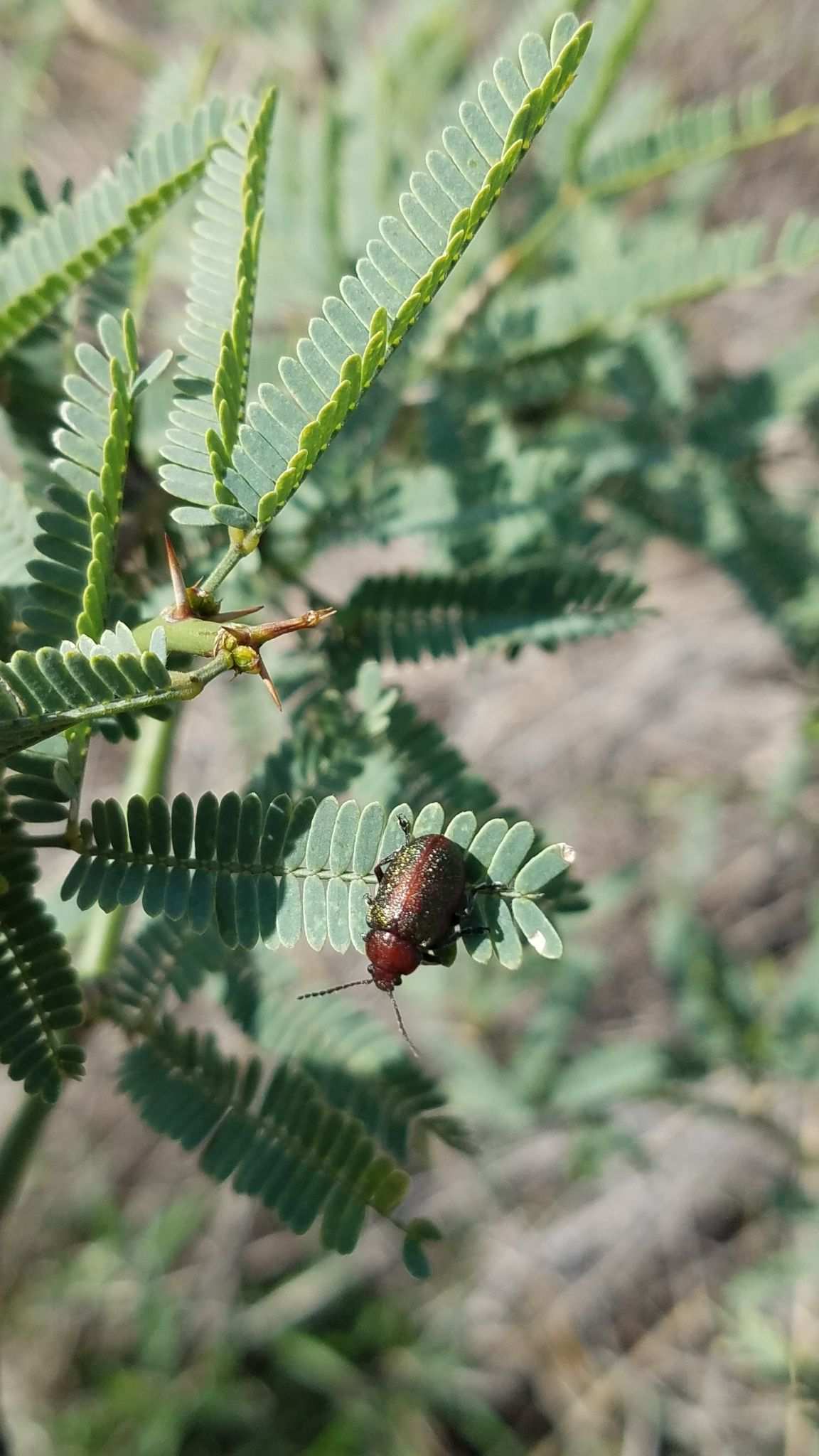 Promecosoma