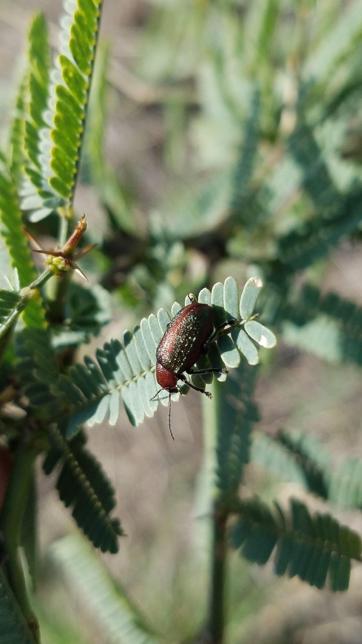 Promecosoma