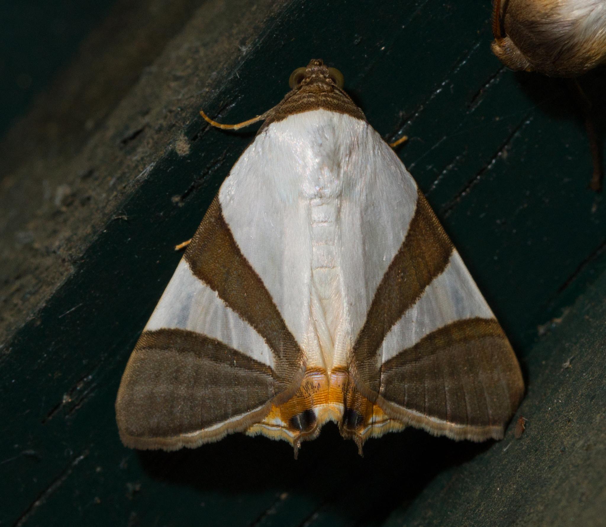 Eulepidotis rectimargo