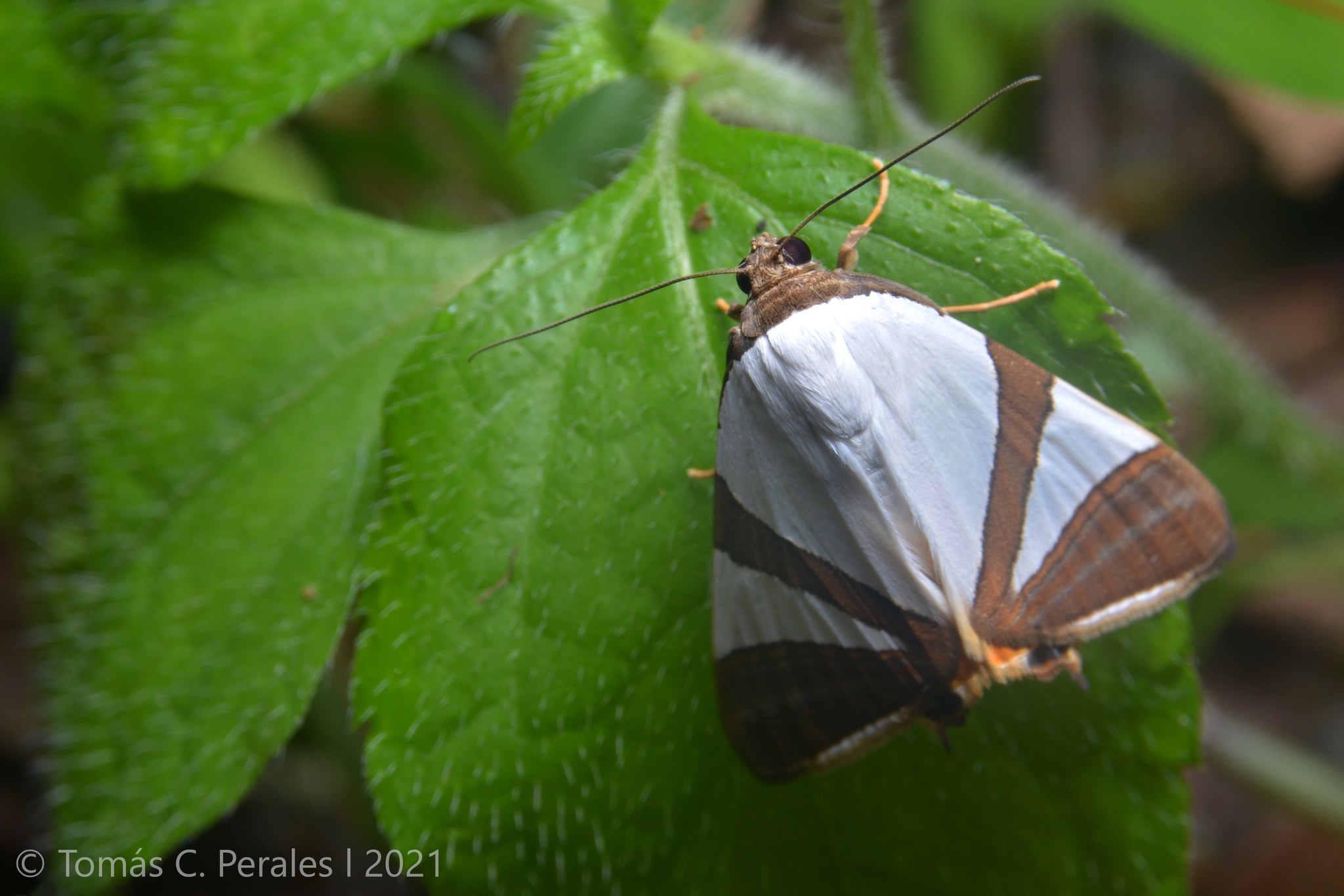 Eulepidotis rectimargo