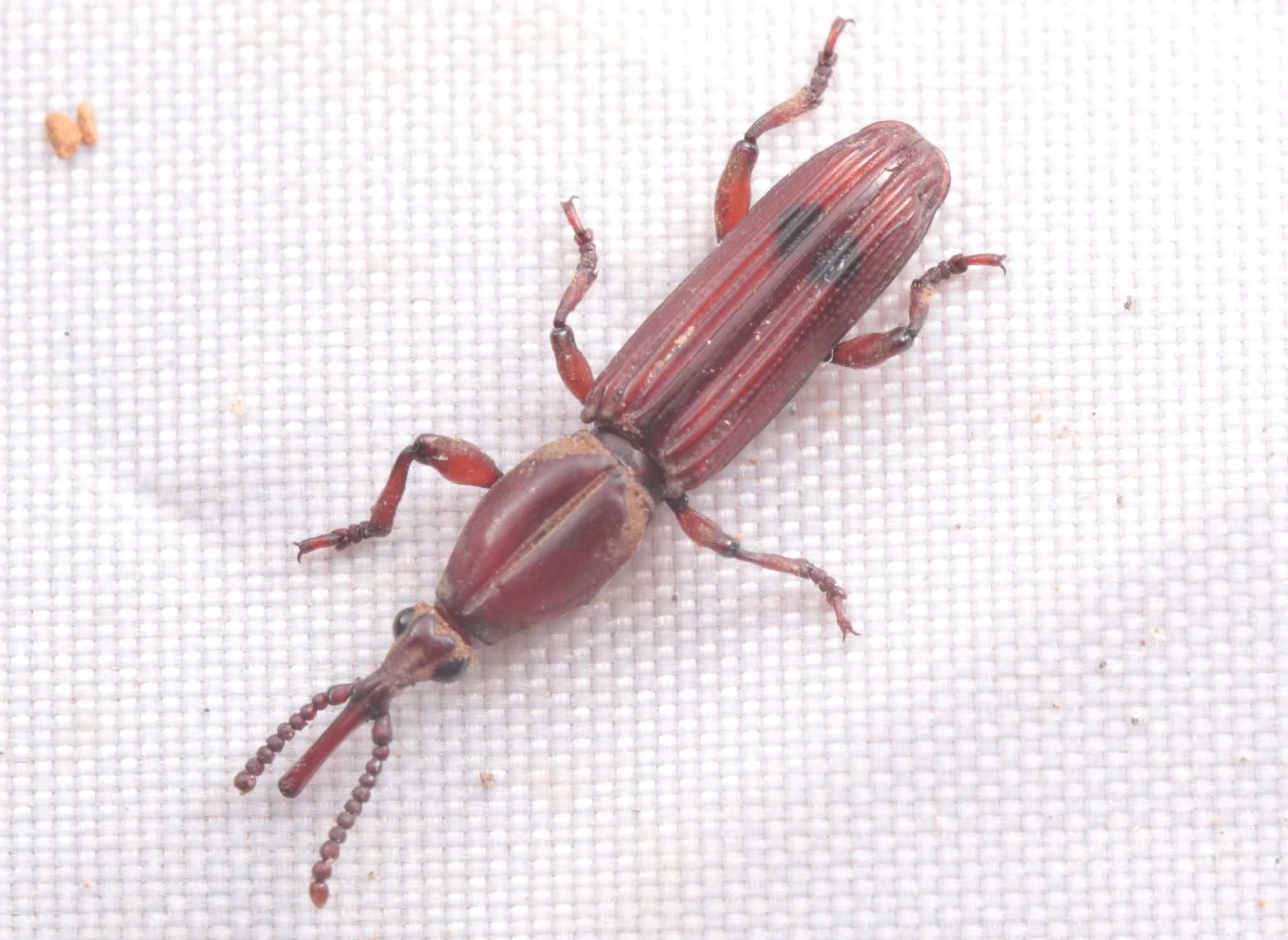 Trachelizus