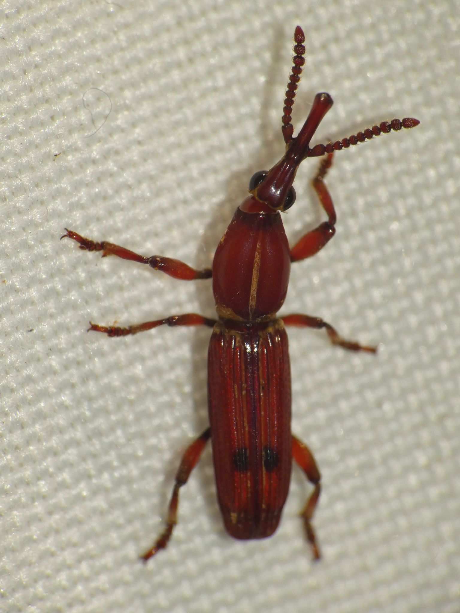 Trachelizus