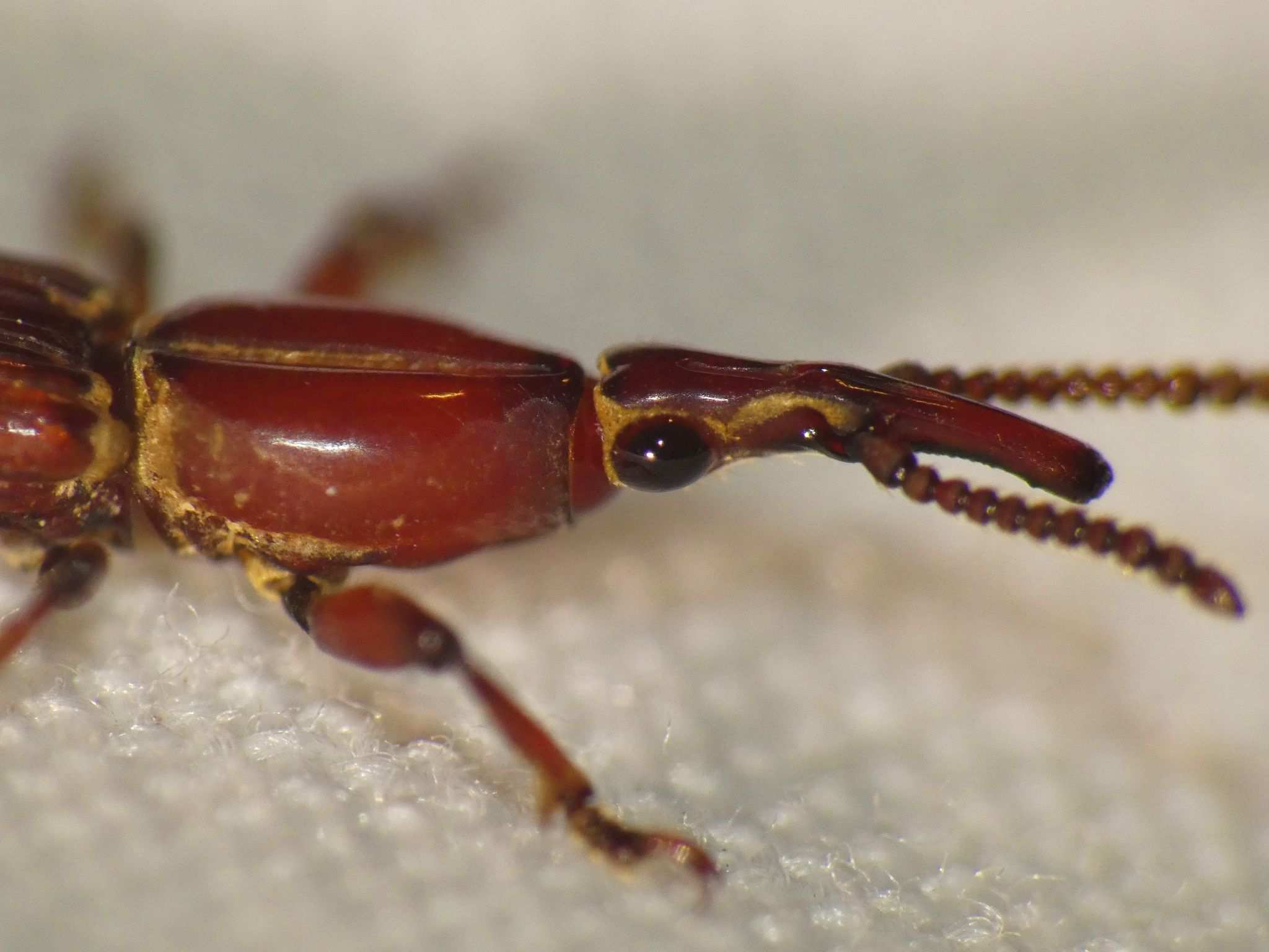 Trachelizus