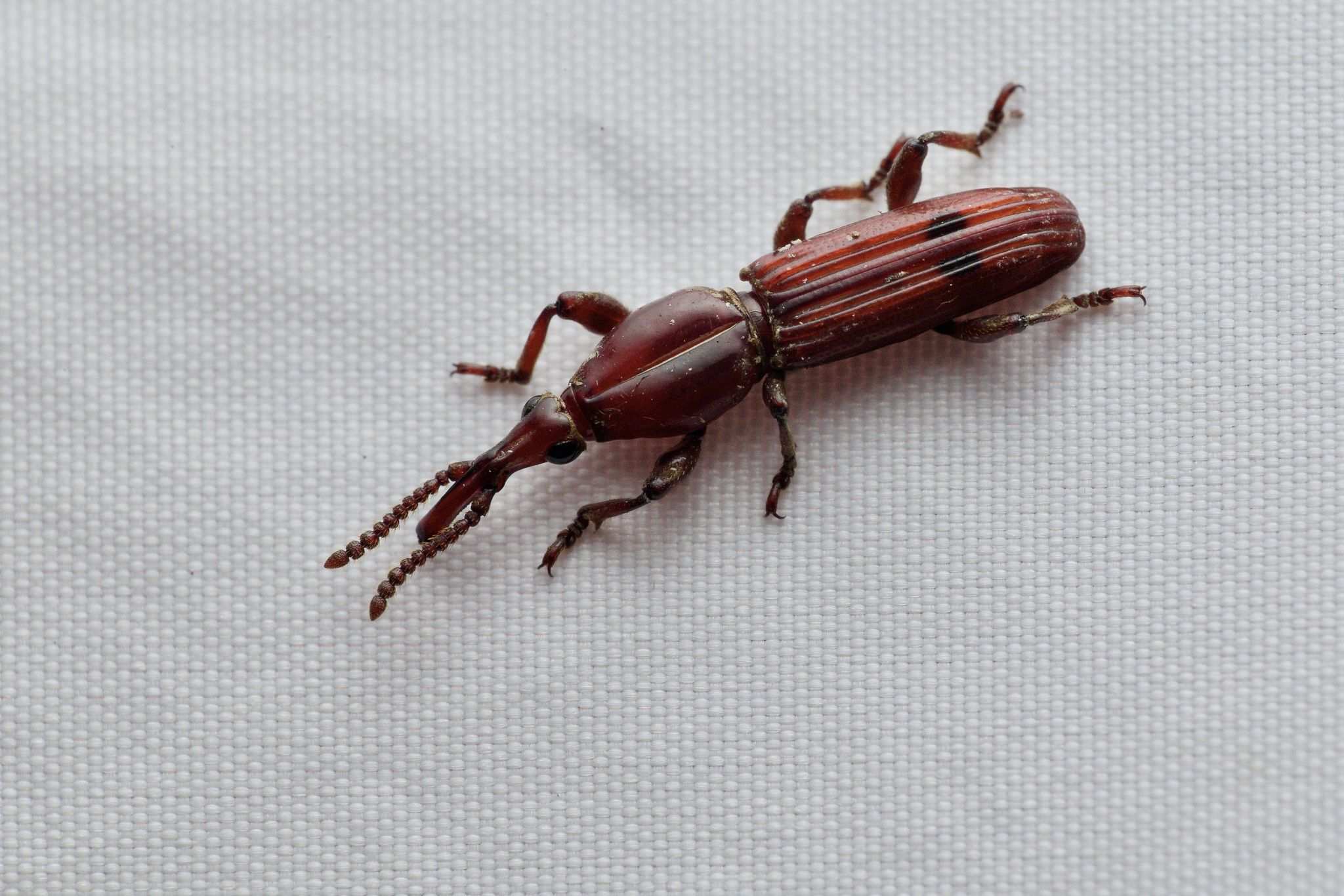 Trachelizus