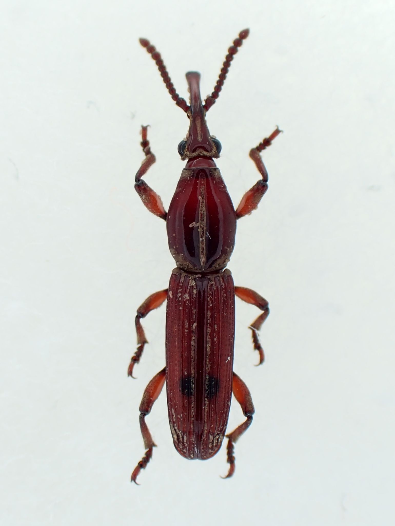 Trachelizus