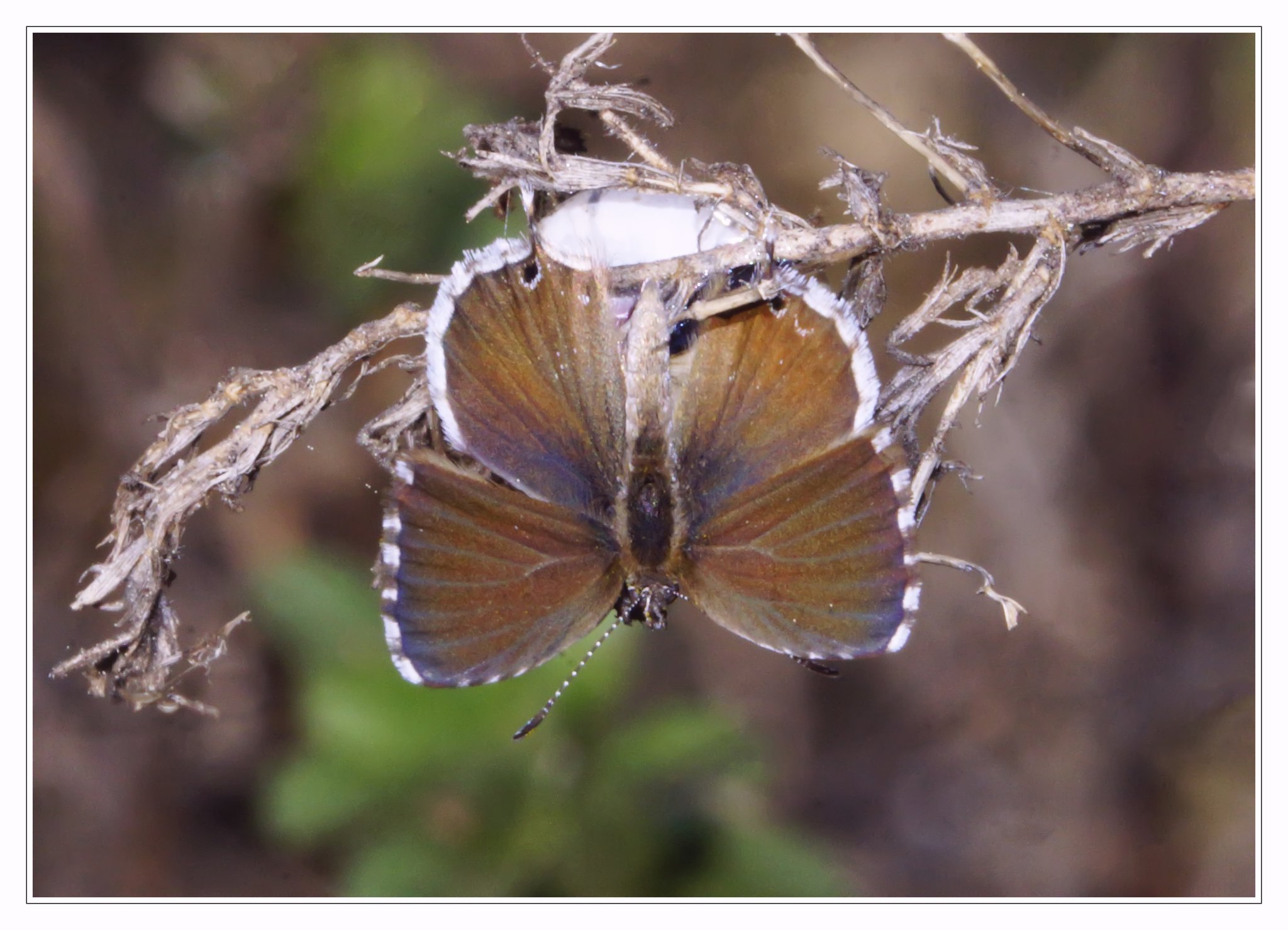 Cacyreus marshalli