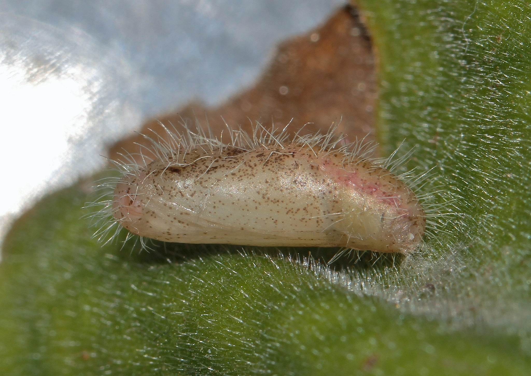 Cacyreus marshalli