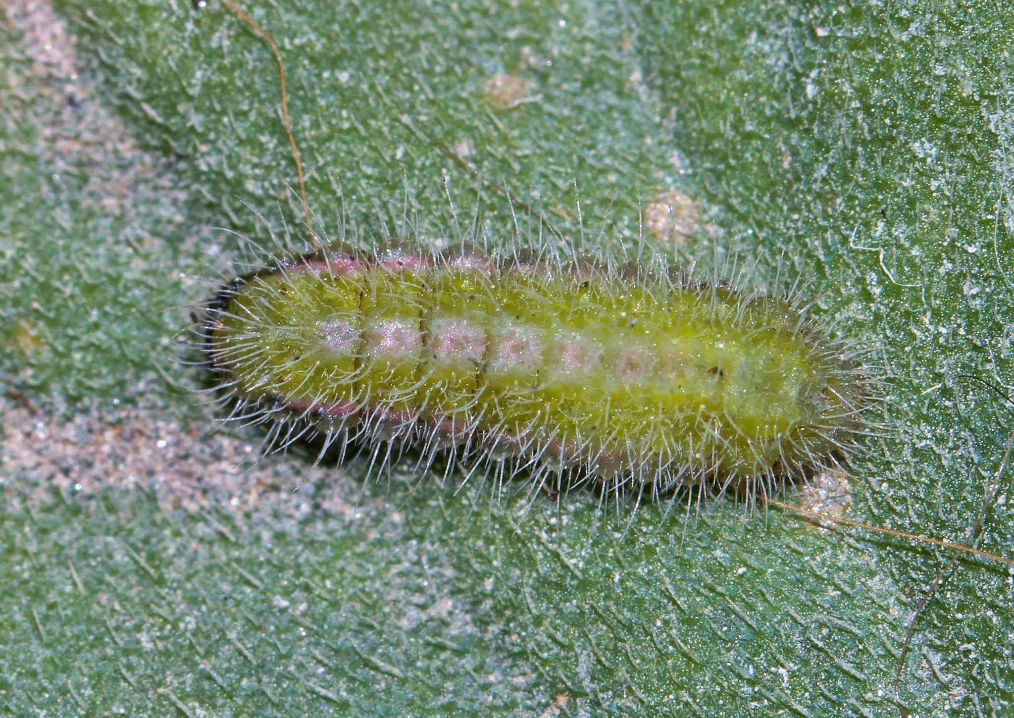 Cacyreus marshalli