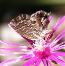 Cacyreus marshalli