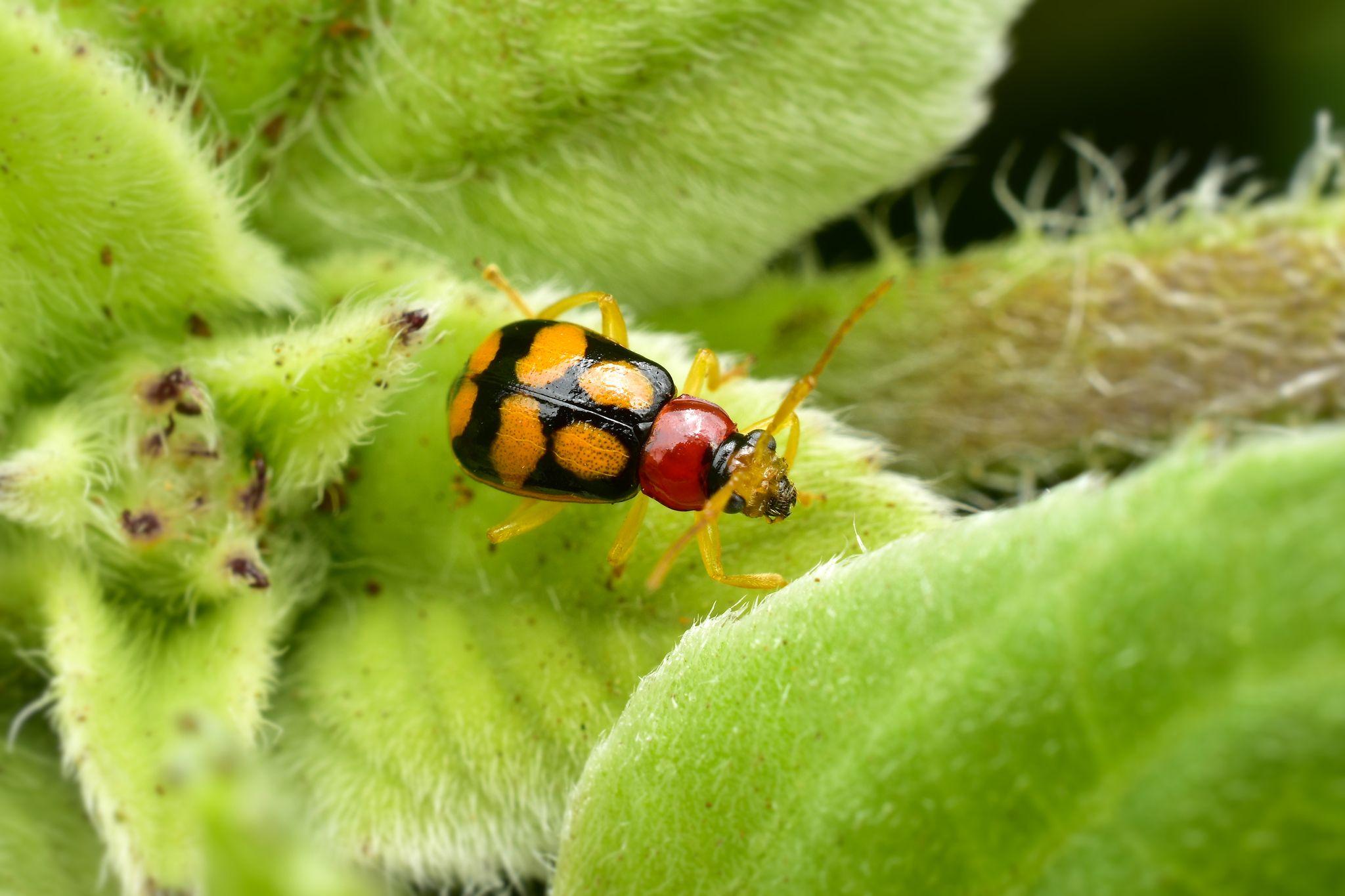 Cerotoma ruficornis