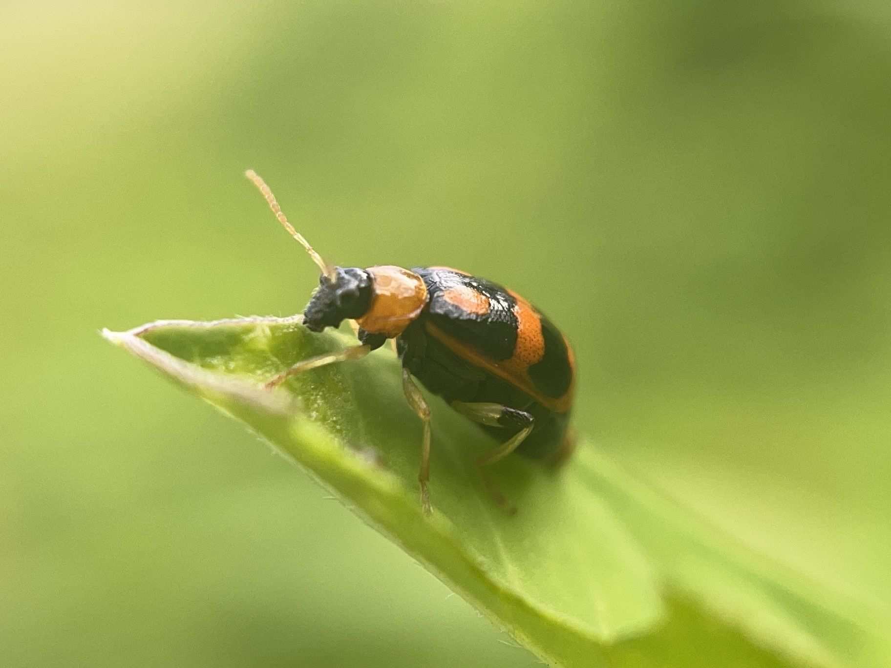 Cerotoma ruficornis