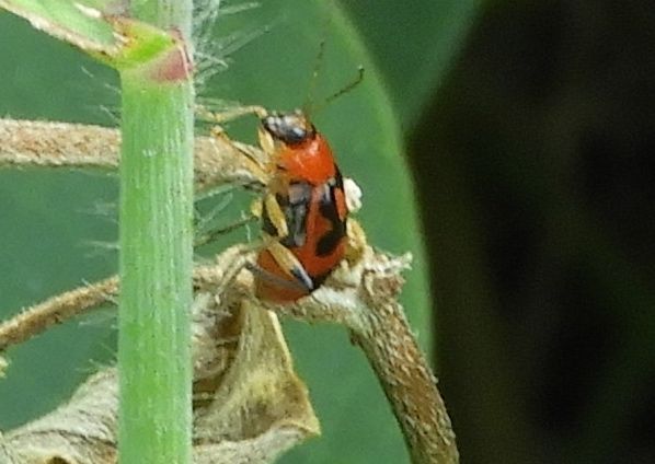 Cerotoma ruficornis