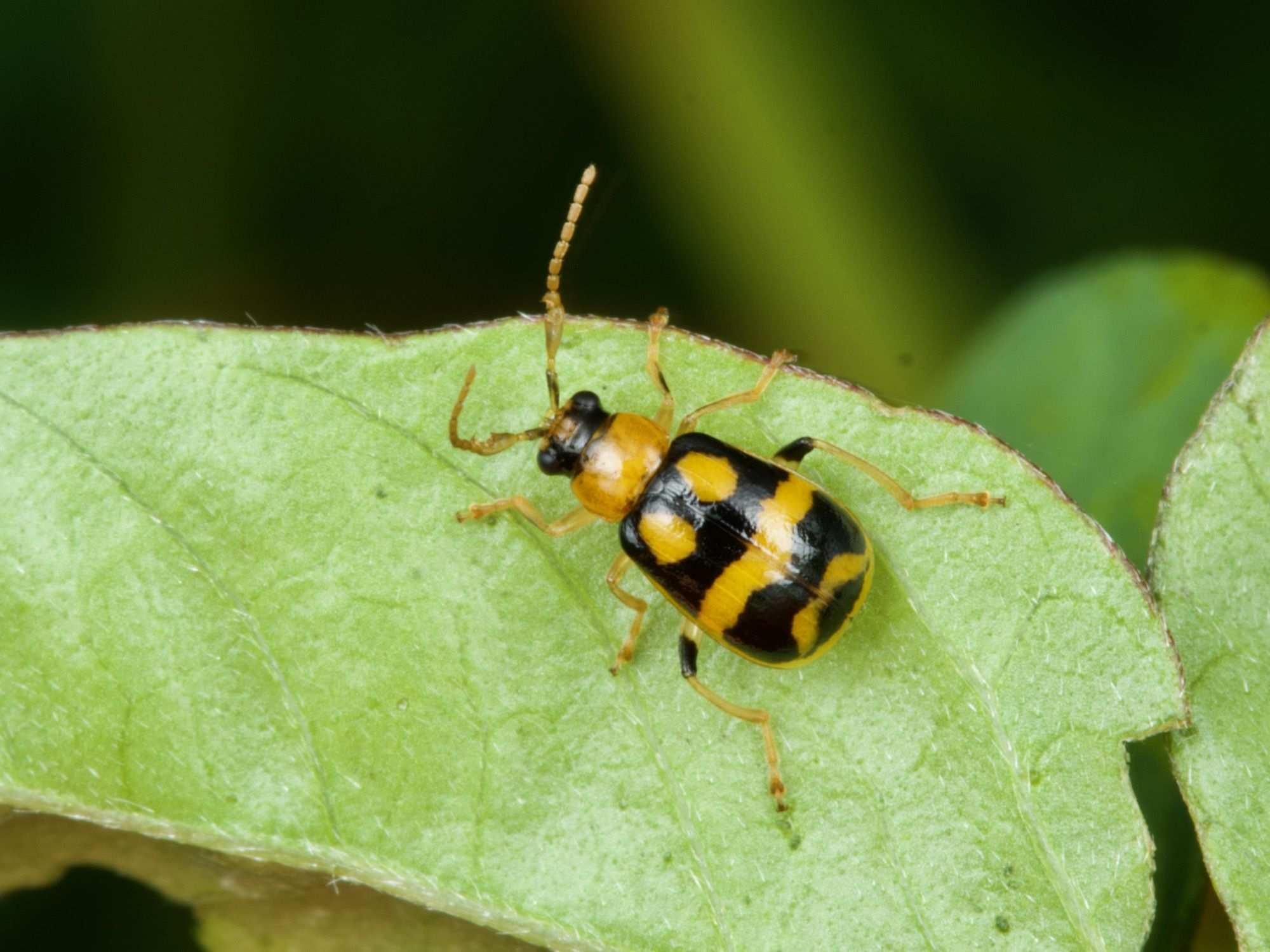 Cerotoma ruficornis
