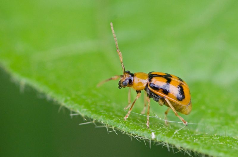 Cerotoma ruficornis