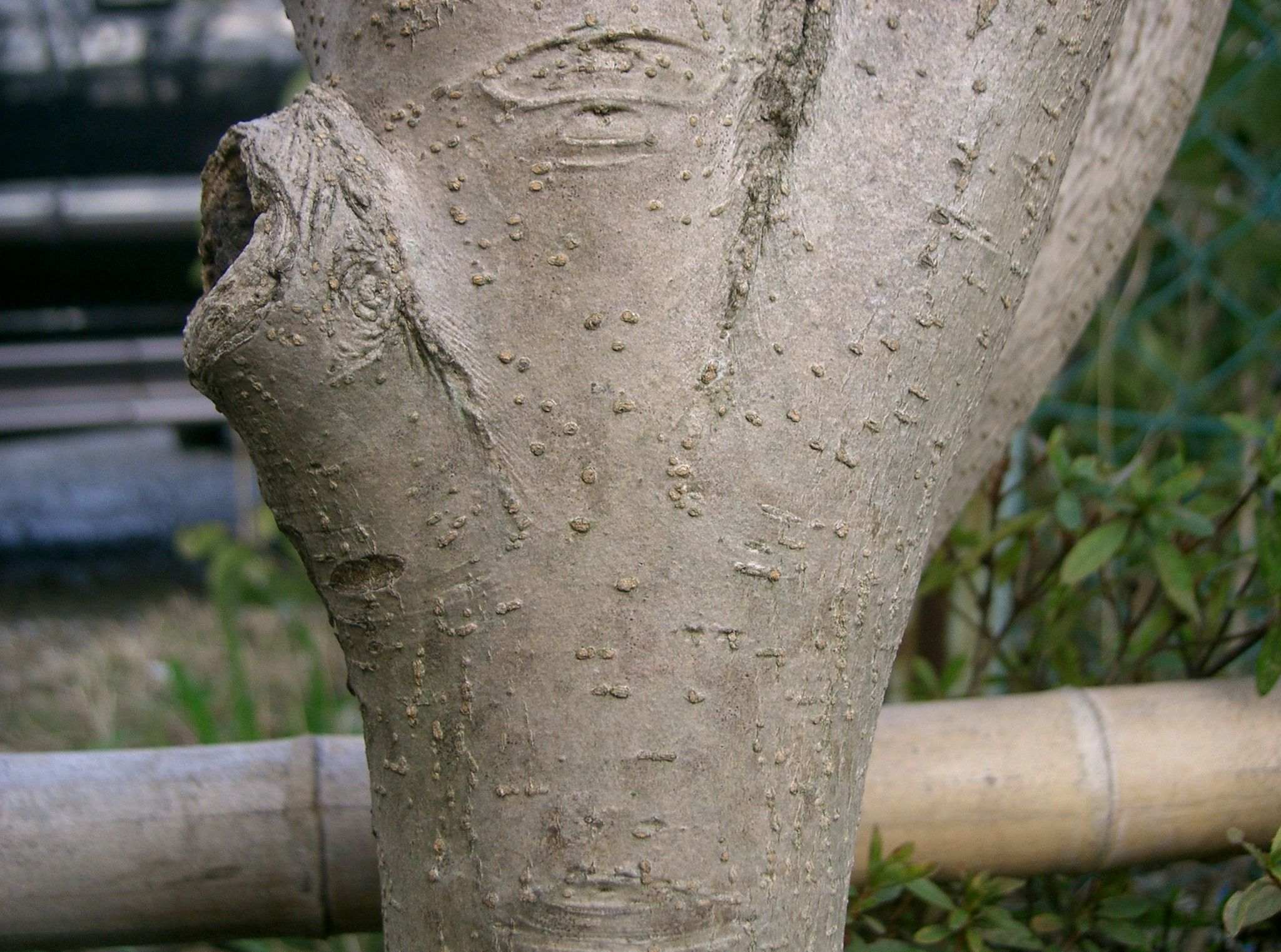 Ligustrum lucidum