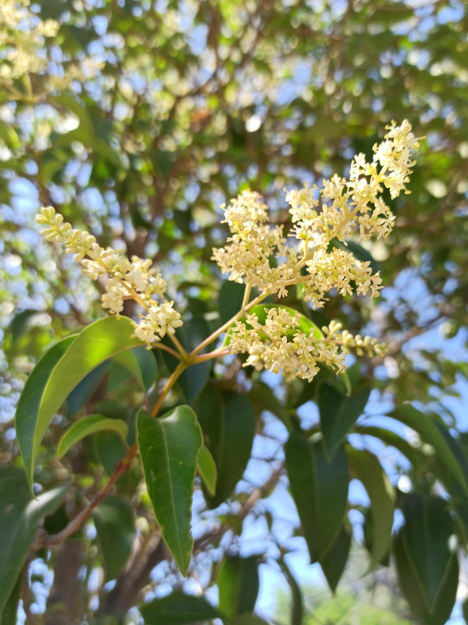 Ligustrum lucidum