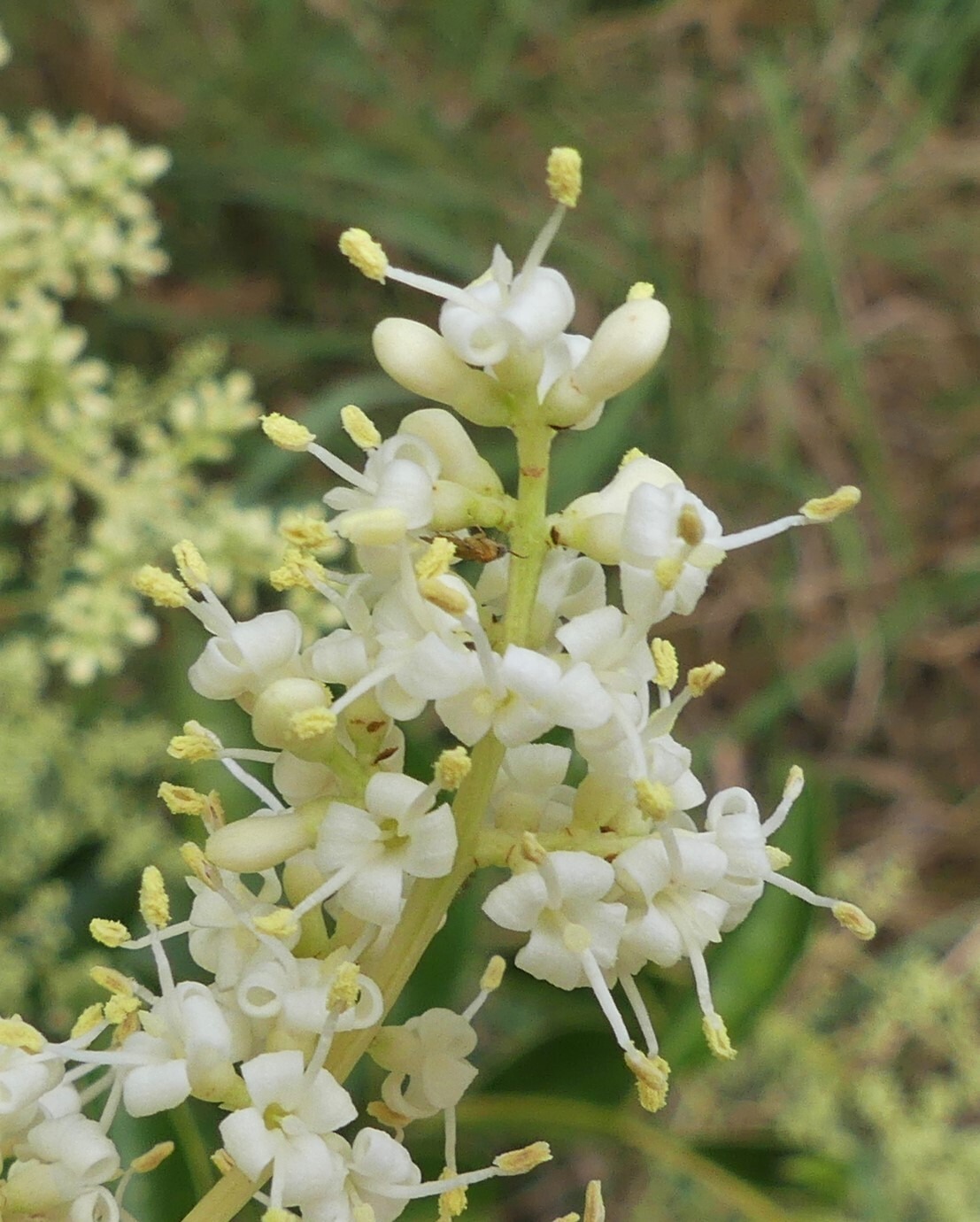 Ligustrum lucidum