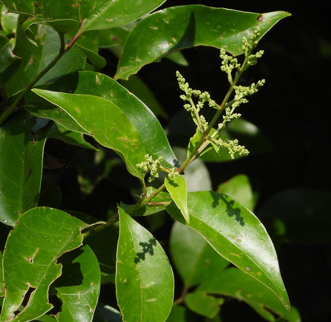 Ligustrum lucidum