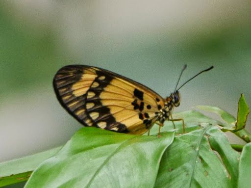Telchinia bonasia