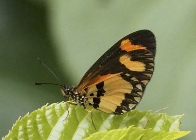 Telchinia bonasia