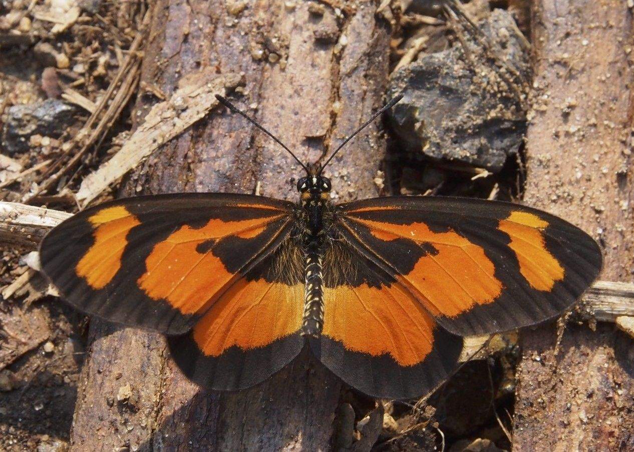 Telchinia bonasia