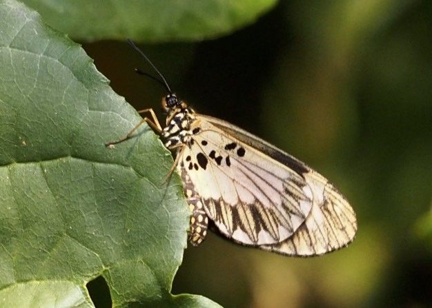 Telchinia bonasia