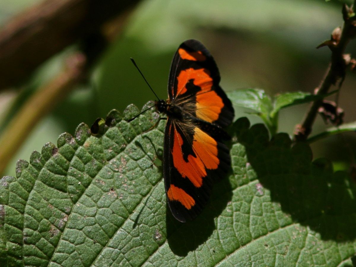 Telchinia bonasia