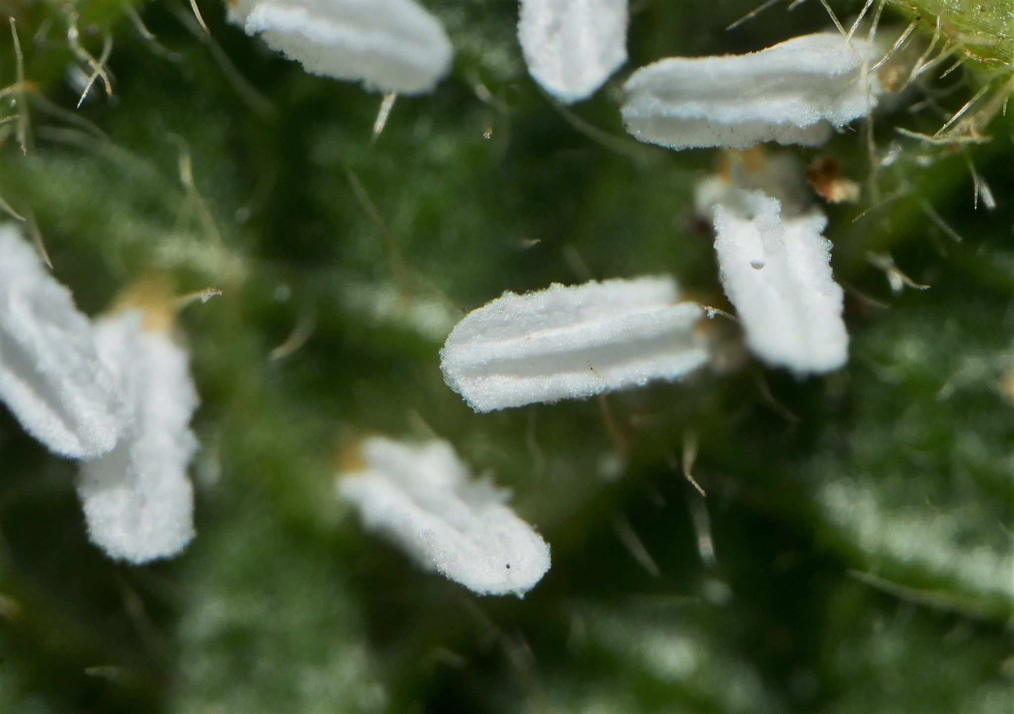 Unaspis yanonensis