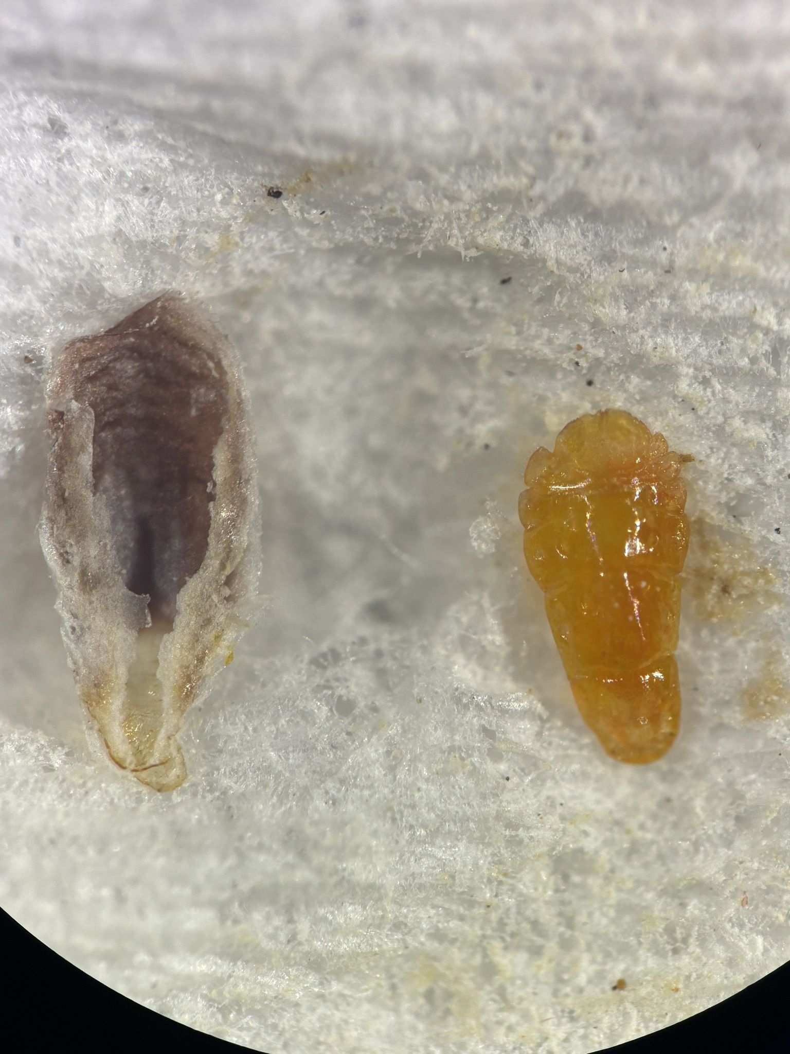 Unaspis yanonensis