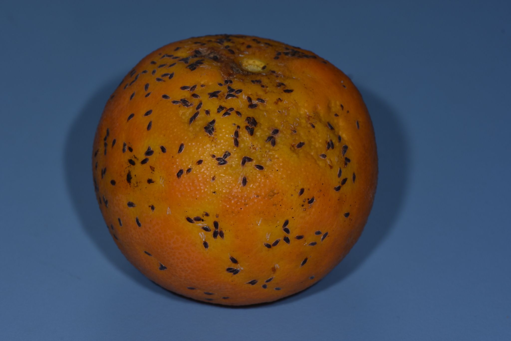 Unaspis yanonensis