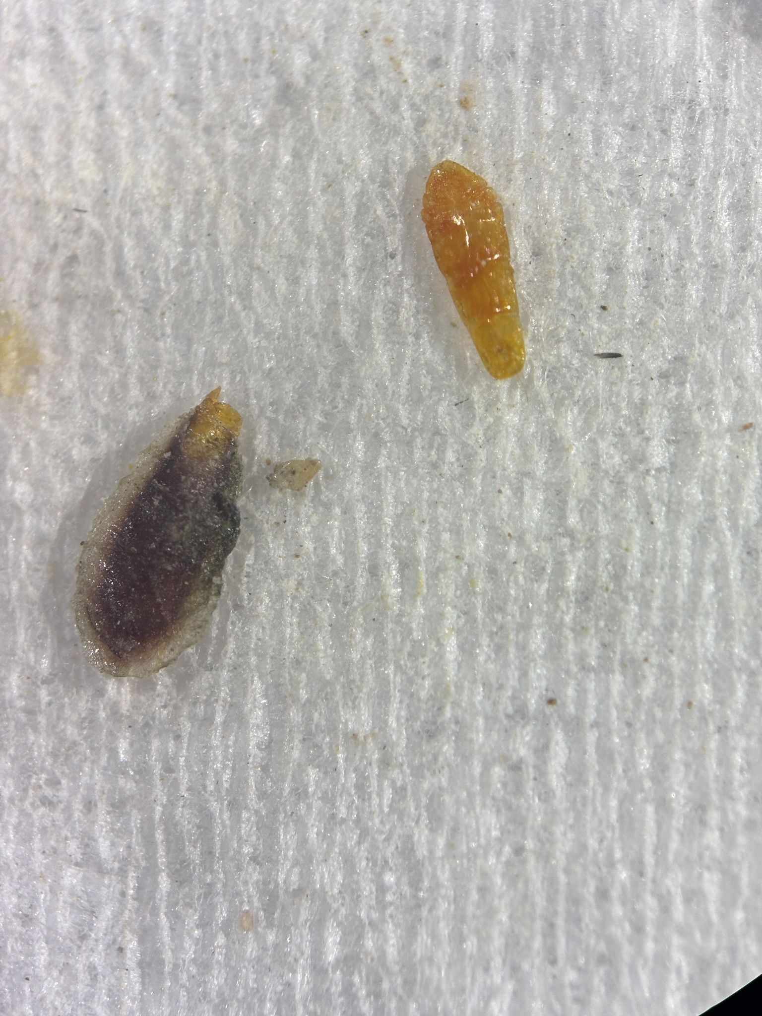 Unaspis yanonensis