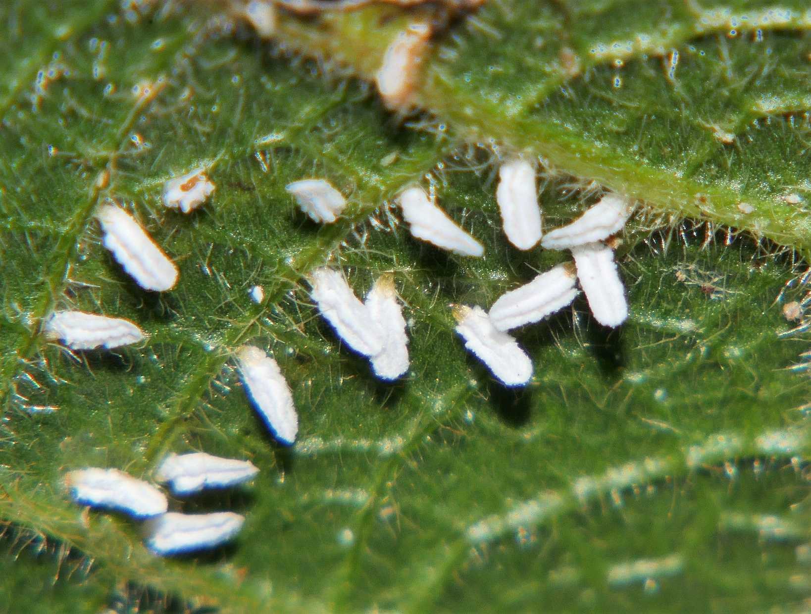 Unaspis yanonensis